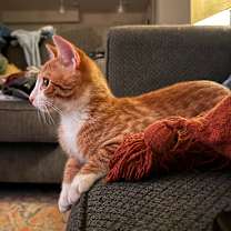 Thumbnail photo of Otis #4