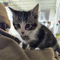 Thumbnail photo of Princess Venus #2