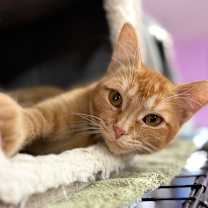 Thumbnail photo of Babette #1