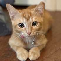 Thumbnail photo of Babette #3