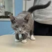 Thumbnail photo of Bailey #2