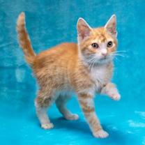 Thumbnail photo of ARMADILLO #2