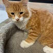 Thumbnail photo of Flynn #3