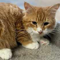 Thumbnail photo of Flynn #4