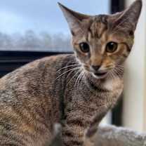 Thumbnail photo of Frenchy #4