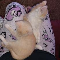 Thumbnail photo of Cheddar #3