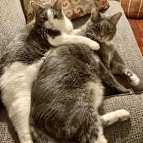 Thumbnail photo of Kona and Tipsy #4