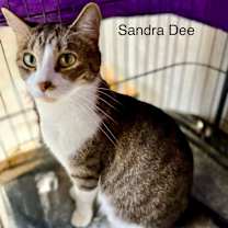 Thumbnail photo of Sandra Dee #1