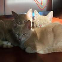 Thumbnail photo of Pitel - KITTEN in foster #4