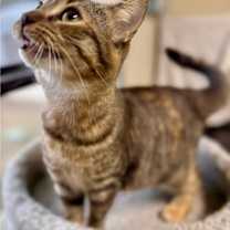 Thumbnail photo of S'more #2