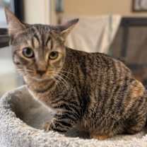 Thumbnail photo of S'more #3