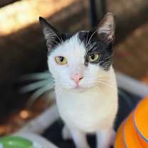 Thumbnail photo of Sassy #1