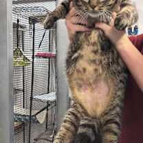 Thumbnail photo of Dixie #1