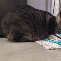 Thumbnail photo of Dixie #2