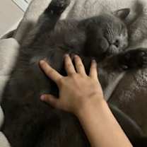 Thumbnail photo of Homer - Kitchener #1