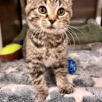 Thumbnail photo of *Pepsi* #1