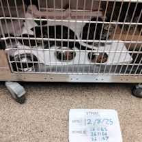 Thumbnail photo of *Coca-Cola* #2