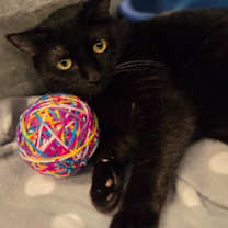 Thumbnail photo of Zambra #2