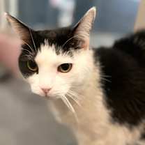 Thumbnail photo of Tommi Girl #1