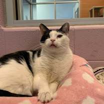 Thumbnail photo of Tommi Girl #4