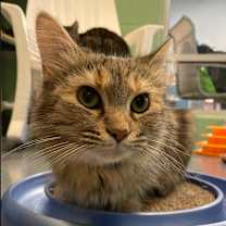 Thumbnail photo of Helen of Troy #1