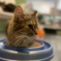 Thumbnail photo of Helen of Troy #2