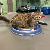 Thumbnail photo of Helen of Troy #3