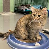 Thumbnail photo of Helen of Troy #4