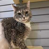 Thumbnail photo of Missy #1