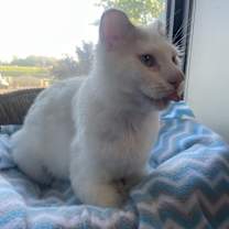 Thumbnail photo of Boo #3