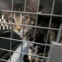 Thumbnail photo of Patty #2