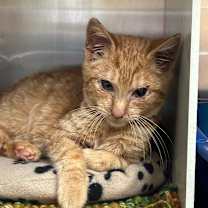 Thumbnail photo of Urkel  #2