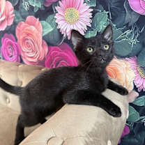 Thumbnail photo of Inky 2 #1