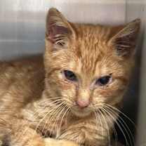 Thumbnail photo of Urkel  #3