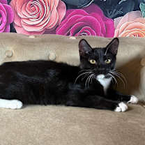 Thumbnail photo of Bock (Chinatthin) #1