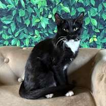 Thumbnail photo of Bock (Chinatthin) #3