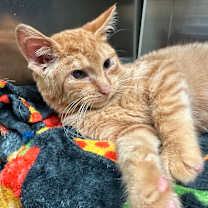 Thumbnail photo of Urkel  #4