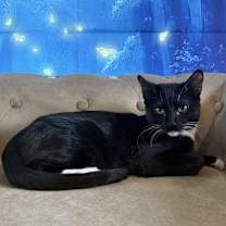 Thumbnail photo of Bock (Chinatthin) #4