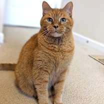 Thumbnail photo of Pepita #3