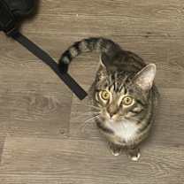 Thumbnail photo of Buck #1