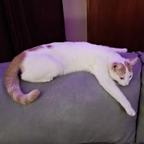 Thumbnail photo of Angel #2