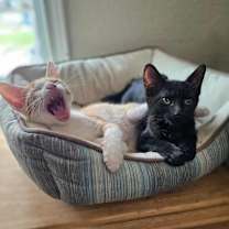 Thumbnail photo of Lylla #3