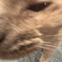 Thumbnail photo of Sassy #4