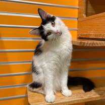 Thumbnail photo of Mason #1