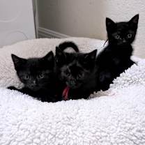 Thumbnail photo of Knots About You 30 #2