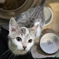 Thumbnail photo of Versace #2