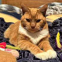 Thumbnail photo of Gus (senior) #1