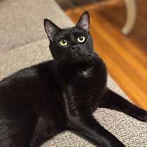 Thumbnail photo of Humphrey #1