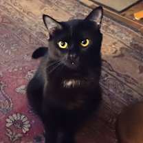 Thumbnail photo of Humphrey #2