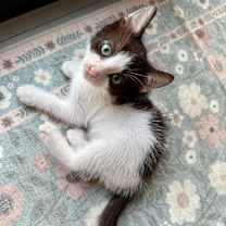 Thumbnail photo of Montana #2